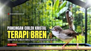 Download lagu suara burung CIBLEK GACOR NGEBREN Pancingan Ciblek Semi bahan jadikan ciblek kristal gacor Tarung mp3