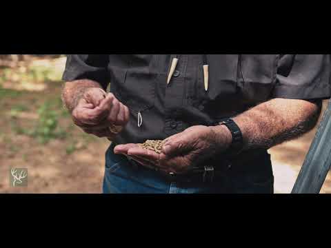 The Right Way to Feed Deer