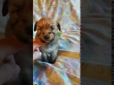 Mavis, sweet AKC registered female
