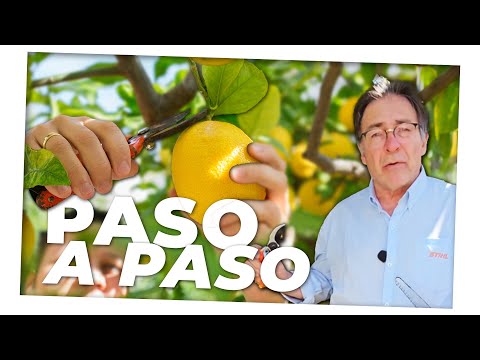 Cómo Podar limonero 🍋✂️🌿[Paso a Paso]