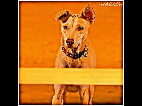 dog's help each other|| #dogs #dogshorts #doglife #emotionalstatus #shortvideos #viral #love