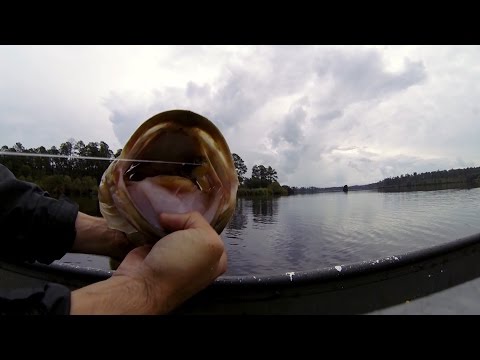 GoPro: Stephen Russell - Best Catch 4.29.15 - Fish