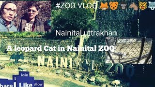 preview picture of video 'A leopard Cat in Nainital zoo on first day of year 2019'