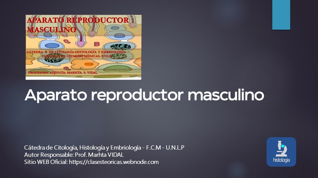 APARATO REPRODUCTOR MASCULINO