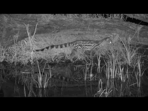 Djuma: Genet on the prowl-catches a Bushveld Gerbil - 23:23 - 01/22/2020