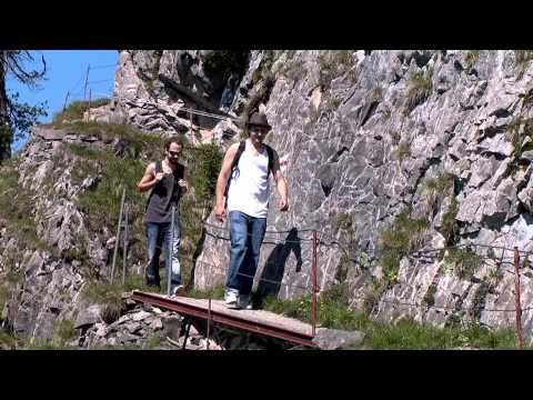 Collie Herb & Criga - Automatisch