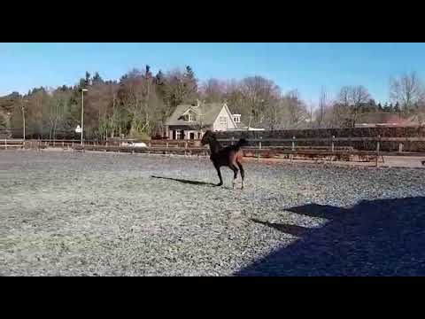 Most wanted madness (Total U.S. x Florencio)