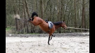 Headshaking durch Training behoben – Pferde Doku - Headshaker sind nicht unreitbar!