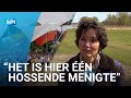 Festival Lente Kabinet onrechtmatig jarenlang doorgegaan