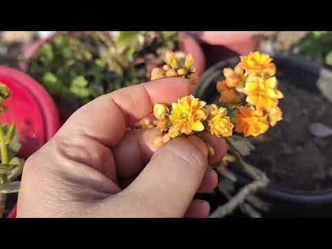 Kalanchoe care tips in january // How to get more flowers in kalanchoe// basic information 