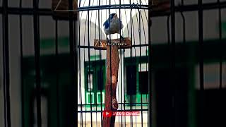 Download lagu Rambatan Paruh Merah jantan gacor Part 1 mp3