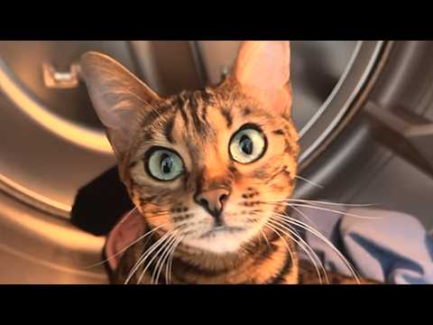 Rory the Bengal Cat Talks Back - Neatorama