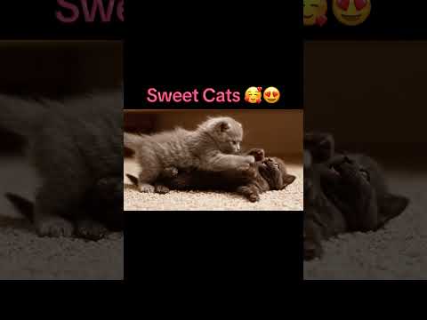 Cute Cats, Schön Katze , Harika kediler #cat #katze #cutecats #catlovers #kedi