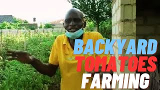 How a Nigerian Teacher Earns a Living with an Organic Tomato Farm in His Backyard