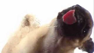 Koto - Jabdah - Chinese Mix -