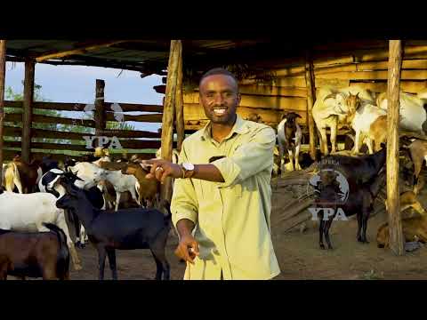 Change your goat farm into a powerhouse with this YPA breed