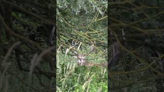 Mit dem König - Auge in Auge 😎 #rothirsch #brunft #jagd #hunt  #redstag