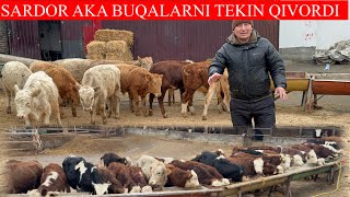 Download lagu SARDOR AKA BUQALARNI TEKIN QIVORDI HALI BUNAQASI BO’LMAGAN  mp3
