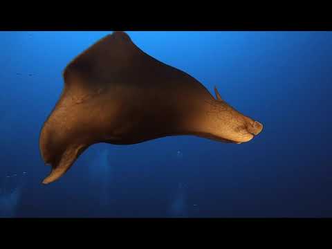 hd Diving on Isola de Ustica  - sept 2021