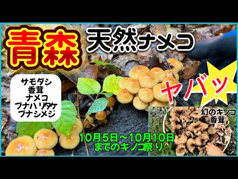 砂丘モレル、Morchella dunensis のある砂丘の風景