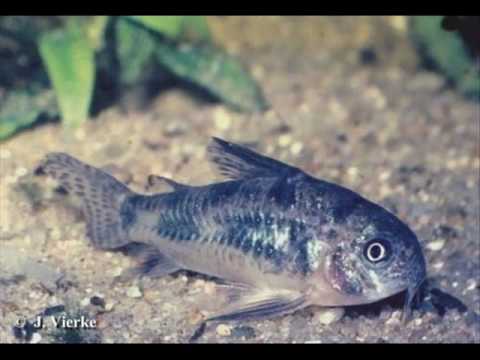 meelman & DeeLah - Süßwasserstyle