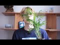 Review of the plant