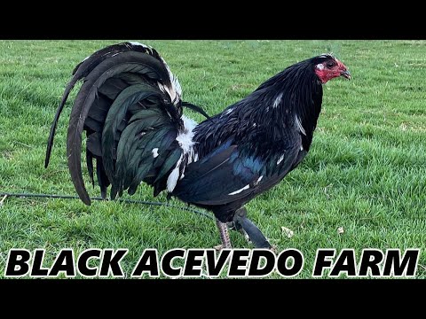 Beautiful Black Birds Racey Mug Sid Taylor Brass Back Dale Mack Mug - JUAN ACEVEDO FARM