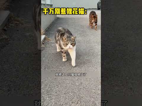 千万别惹狸花猫 #automobile #大熱門 #搞笑 #感人壹幕 #影視解説 #影视聚焦 #熱門 #精彩影视