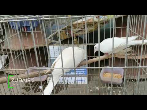 Beautiful Sound of White Dove