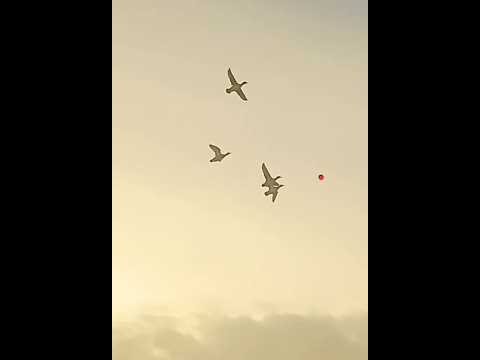 Which one of these three shots you like more ? #duckhunting #hunting #ducks  @bossshotshells