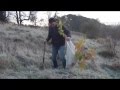 Why plant NATIVE IRISH TREES . (hd) Woodland ...