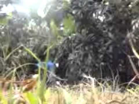 los chetos mas buenos del mundo