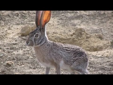  እውይ  ፅልዖ  ዓድና ረኺበ 😃😆😆