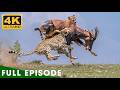 WILD SERENGETI | Battle for Survival in Predator Territory (Full Episode) | Lion Documentary