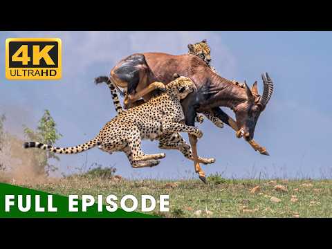 WILD SERENGETI | Battle for Survival in Predator Territory (Full Episode) | Lion Documentary