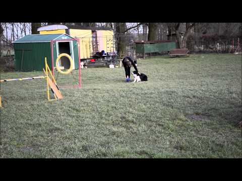 ✳Předvánoční agility trénink✳ [ 23.12.2014 ]