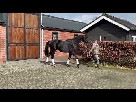 Mannfred Z: MARACANA x HOHENSTEIN I