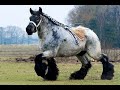 Cамые большие лошади в мире!!! 