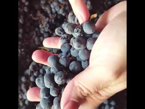 What is the "Appassimento" for the wines ? Today we are going to learn the "APPASSIMENTO METHOD"