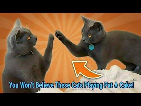 Chartreux cats playing: Nacho and Foxy