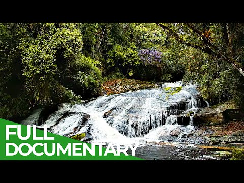Brazil's Atlantic Forest Nature Paradise in Danger