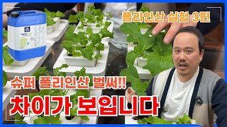 폴리인산 육묘기부터 공급하면 얼마나 좋아질까? 절간을 짧고 단단하게 키우는 인산공급  | 폴리인산 실험 3편…