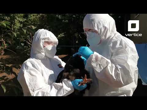 SAG confirma sexto caso de Influenza Aviar en Los Lagos: Detectan cepa H5N1 en Ancud
