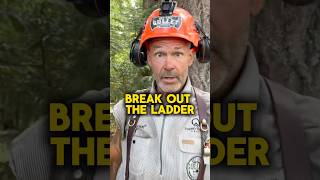 Ladders And Trees Do Mix! #treework #hazardtree #treeremoval #cedartree #treecutting