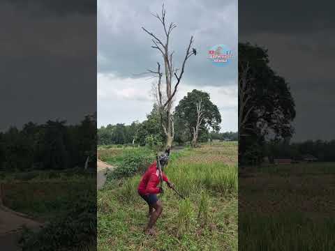 Hopefully this time the throw is on target #nature #shortvideo