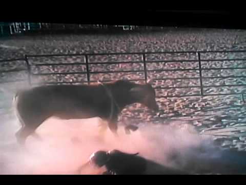 First trip with a rider. Out of blueberry wine cow