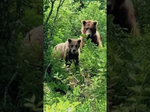 Funny black bear moments#blackbear #wildlife #funnyanimals #animalworld #nature