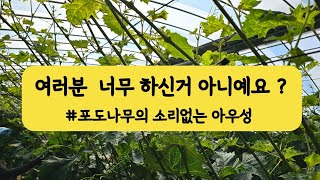 25년 조기가온재배 생리장애 #양분전환기 이후 잎이상증상 #빈열매가지 #6년차 샤인머스켓 동해