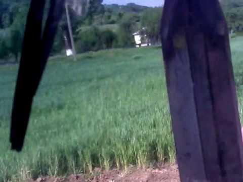 Erbicidat floarea-soarelu,sat  Potmeltu,comuna Cotofenii din Dos  judetul Dolj,ROMANIA 03.05.2013