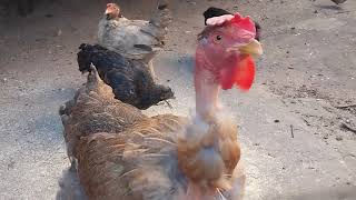 Galinhas Garnizé e Galinha de Pescoço Pelado Alimentando - 9